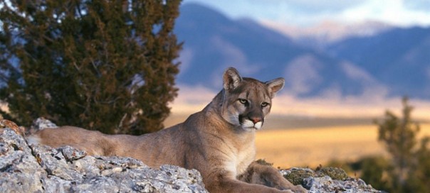Apple : Mac OS X Mountain Lion (10.8) disponible aux développeurs Apple : Mac OS X Mountain Lion (10.8) disponible aux développeurs
