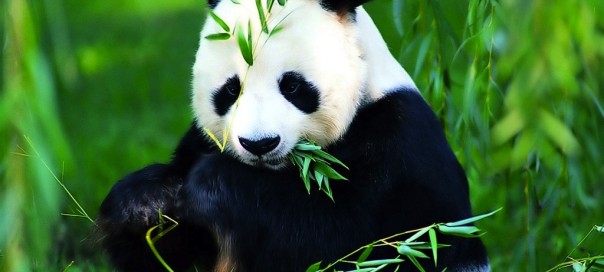 Google Panda : Application 3.4 du filtre de nettoyage Google Panda : Application 3.4 du filtre de nettoyage