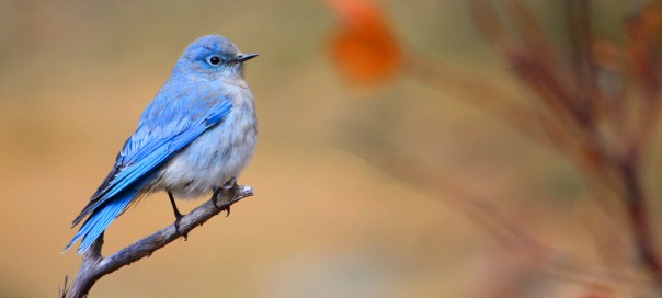 Twitter : Email, Bio, UserID pour afficher une publicité ciblée