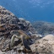 Google Street View : Explorer les fonds marins