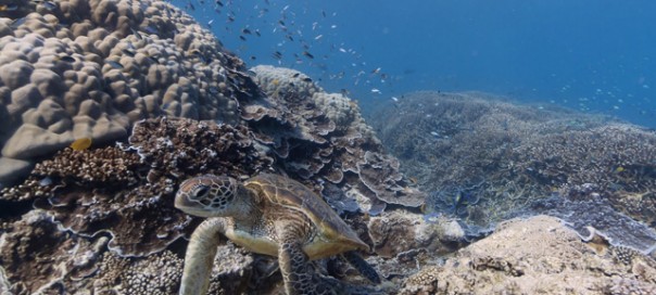 Google Street View : Explorer les fonds marins