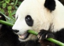 Google Panda : 21ème mise à jour du filtre du moteur