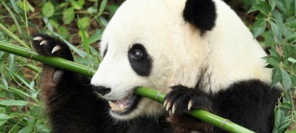 Google Panda : 21ème mise à jour du filtre du moteur
