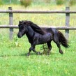 Google Poney : Mise à jour de l&rsquo;algorithme du moteur