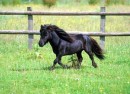 Google Poney : Mise à jour de l&rsquo;algorithme du moteur