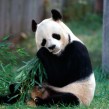 Google Panda : 23ème mise à jour du célèbre filtre