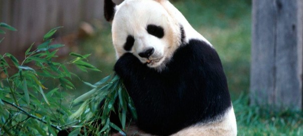 Google Panda : 23ème mise à jour du célèbre filtre