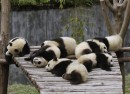 Google Panda : Mise à jour 24 du célèbre filtre