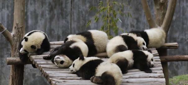 Google Panda : Mise à jour 24 du célèbre filtre