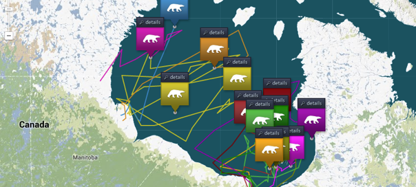 Google : Photos & géolocalisation des ours polaires