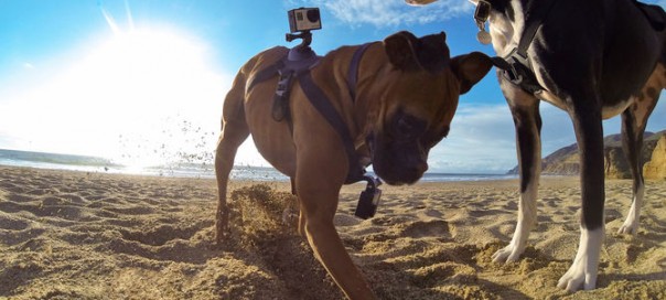 GoPro : Le harnais Fetch conçu pour votre chien