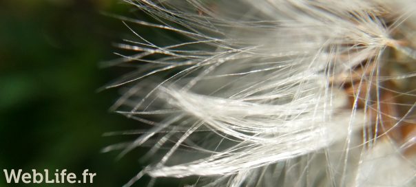 Des photos qui sortent de l’ordinaire avec ces lentilles pour smartphone