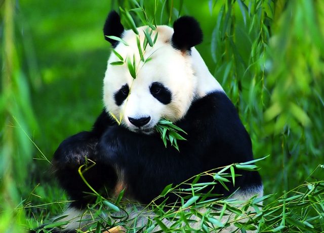 Panda