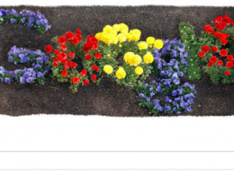 Google : Doodle de la Journée de la Terre