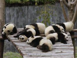 Pandas