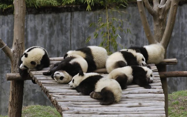 Pandas