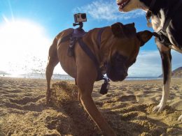 GoPro : Harnais pour votre chien