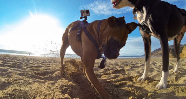 GoPro : Harnais pour votre chien