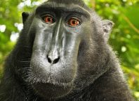 Photographie : Selfie du macaque à crête