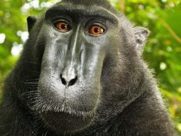 Photographie : Selfie du macaque à crête