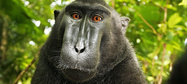 Photographie : Selfie du macaque à crête