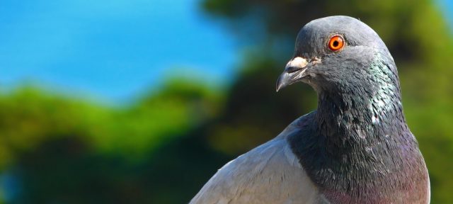 Google Pigeon