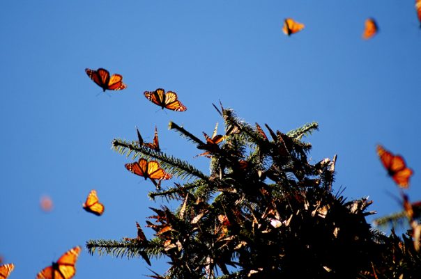 Réserve de biosphère du papillon monarque